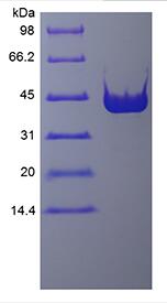 Recombinant PreScission Protease