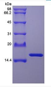 Recombinant Staphylokinase