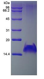 Recombinant Human Monokine Induced by Interferon-gamma/CXCL9