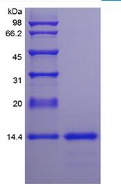 Recombinant Rat Interleukin-4