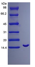 Recombinant Human Neurotrophin-4