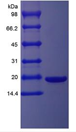 Recombinant Murine Leukemia Inhibitory Factor
