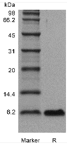 Recombinant Human Epidermal Growth Factor GMP