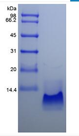 Recombinant Human Macrophage Inflammatory Protein-3 alpha/CCL20