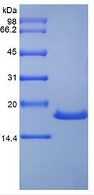 Recombinant Human Stem Cell Factor