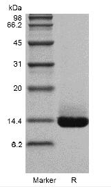 Recombinant Rat Heparin-binding EGF-like Growth Factor