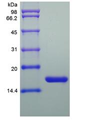 Recombinant Murine Interleukin-1 Receptor Antagonist Protein