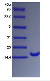 Recombinant Human Granulocyte Colony Stimulating Factor