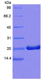 Recombinant Murine Prolactin