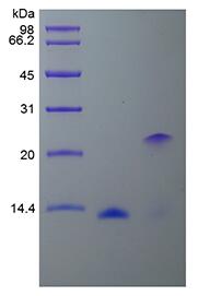Recombinant Human Bone Morphogenetic Protein 2