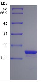 Recombinant Human Interleukin-1 alpha