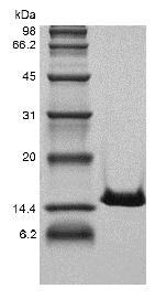 ecombinant Human Cystatin-C
