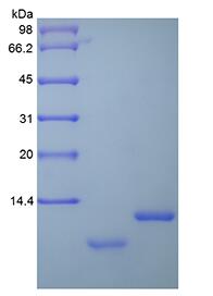 Recombinant Human Uteroglobin