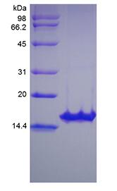 Recombinant Human Glial Cell Line-derived Neurotrophic Factor