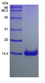 Recombinant Murine Macrophage Inflammatory Protein-1 gamma/CCL9/CCL10