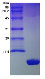 Recombinant Murine KC/CXCL1