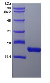 Recombinant Rhesus Macaque Fms-related Tyrosine Kinase 3 Ligand