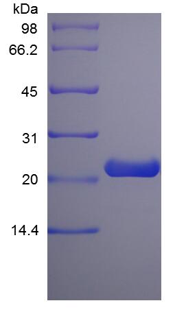 Recombinant Rat Prolactin