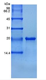 Recombinant Human TNF Ligand-related Molecule 1/TNFSF15