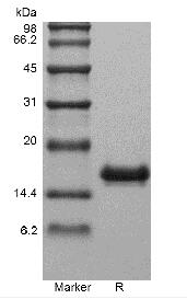 Recombinant Human Interleukin-31