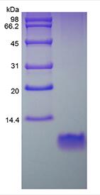 Recombinant Murine Beta-defensin 2
