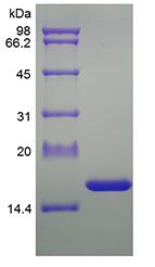 Recombinant Rat Tumor Necrosis Factor-alpha/TNFSF2