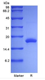 Recombinant Rat Interleukin-10
