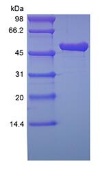 Protein A/G-Cys