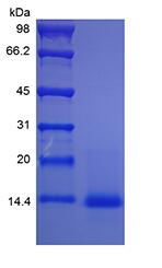 Recombinant Murine Interleukin-4