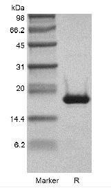Recombinant Murine Interleukin-1 beta