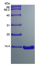 Recombinant Murine Monocyte Chemotactic Protein-3/CCL7