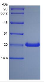 Recombinant Human Growth Hormone