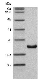 Recombinant Human Interleukin-36 alpha, 158a.a.