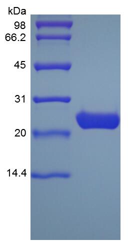 Recombinant Human Apolipoprotein A-I