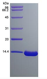 Recombinant Human Chemokine-like protein TAFA-2
