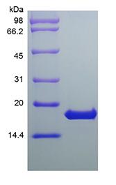 Recombinant Human Interferon-omega