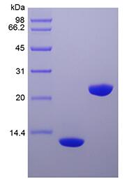 Recombinant Human Interleukin-5