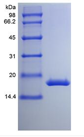 Recombinant Murine Granulocyte Colony-stimulating Factor