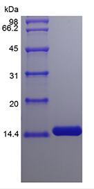 Recombinant Human Interleukin-2