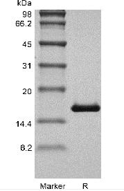 Recombinant Human Platelet-derived Growth Factor-BB GMP