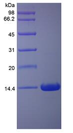 Recombinant Rat Interferon-gamma