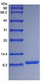 Recombinant Human LR3 Insulin-like Growth factor-1, Media Grade