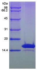 Recombinant Rat Interleukin-3 beta