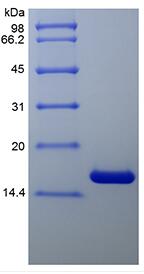 Recombinant Human Tumor Necrosis Factor-alpha/TNFSF2