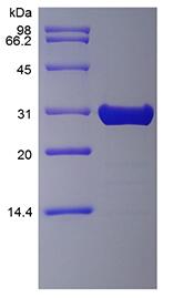 Recombinant Murine Fibroblast Growth Factor 8