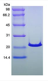 Recombinant Human Sonic Hedgehog N-Terminus