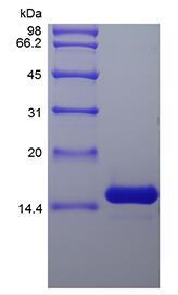 Recombinant Rat Interleukin-7