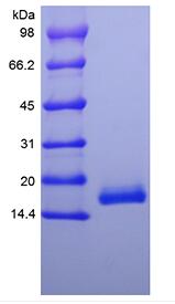 Recombinant Human Interferon-alpha1a