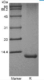 Recombinant Human Interleukin-7 GMP