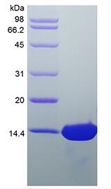 Recombinant Human Heparin-binding EGF-like Growth Factor